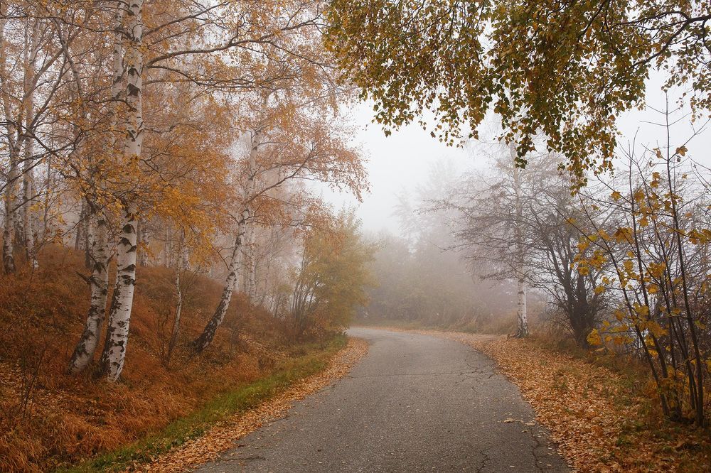 Березовая осень