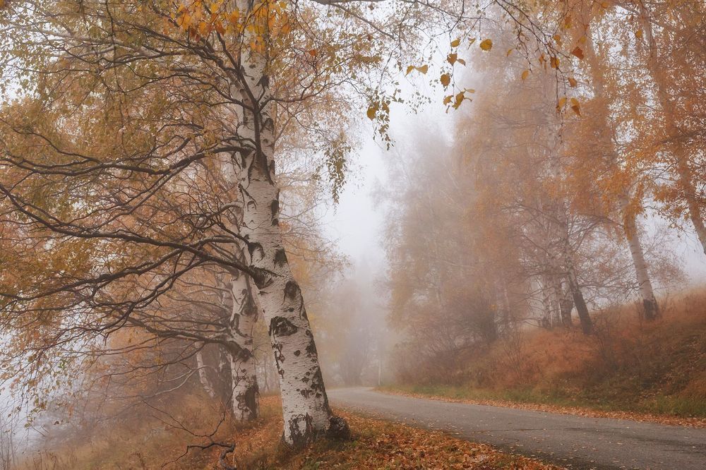 Березовая осень