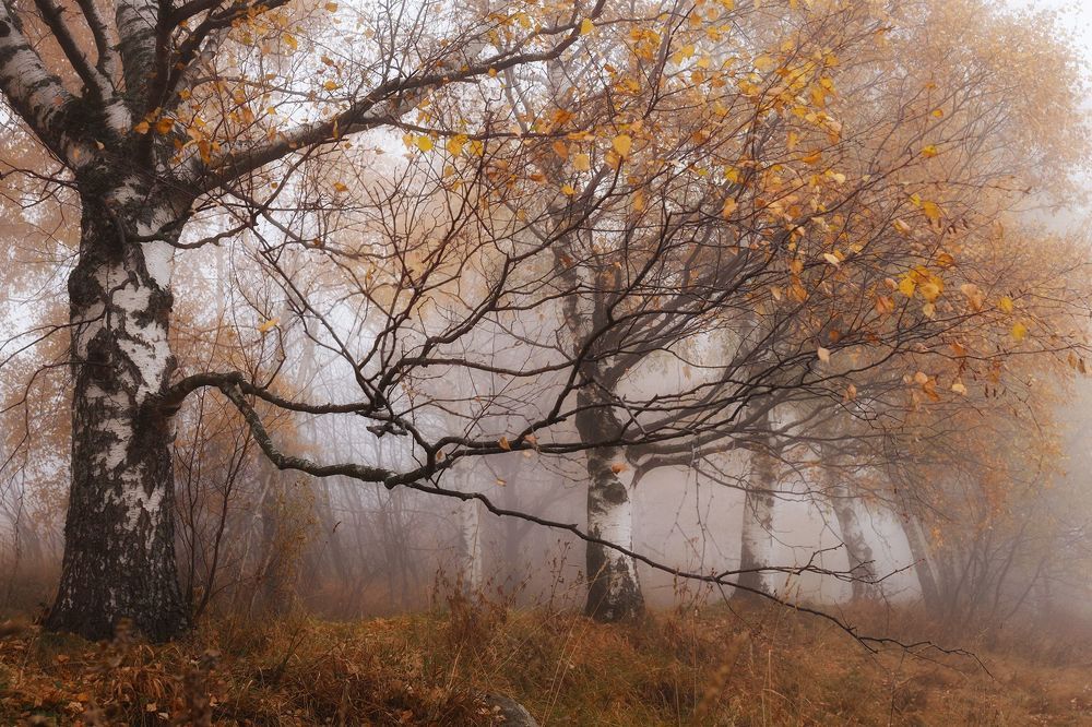 Березовая осень