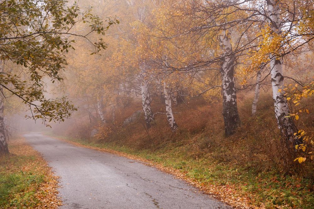 Березовая осень