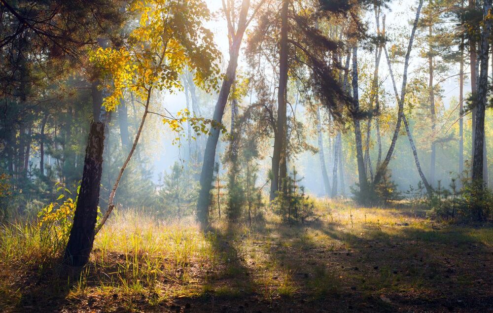 Всё холодней становится рассвет