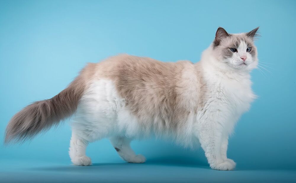Матильда во всей красе - Ragdoll Cat (Matilda)