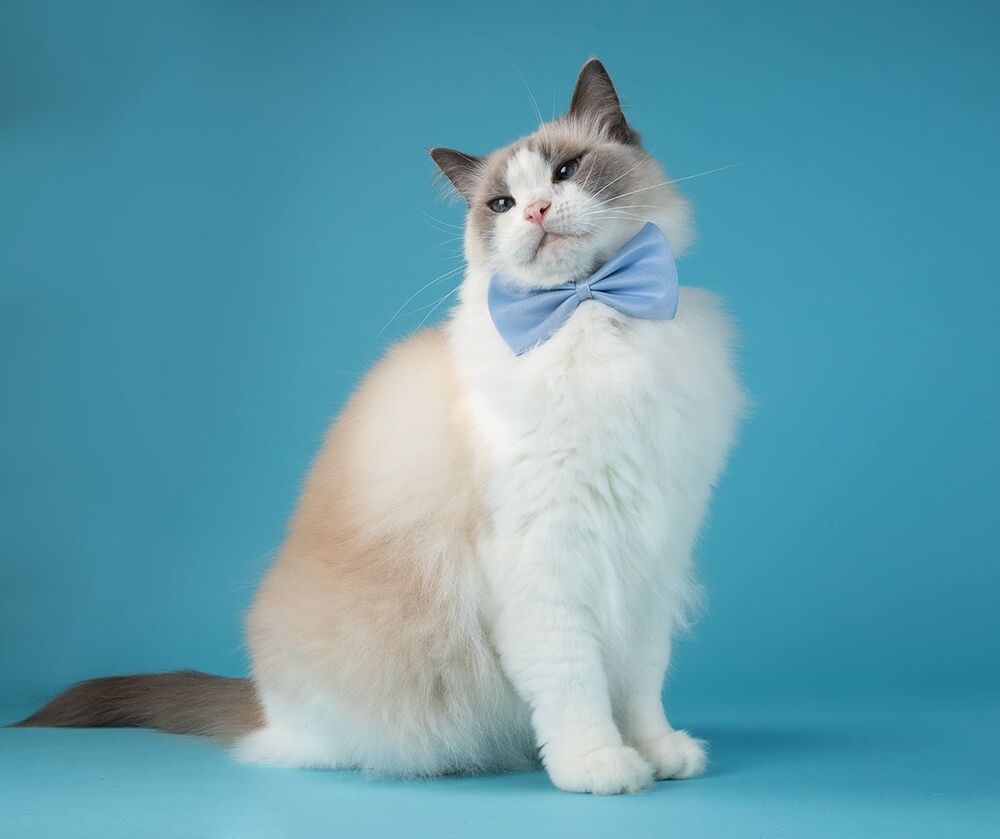 Матильда во всей красе - Ragdoll Cat (Matilda)