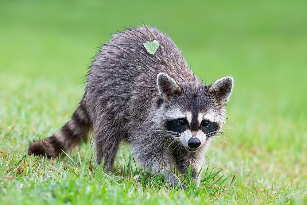Raccoon - Енот-полоскун