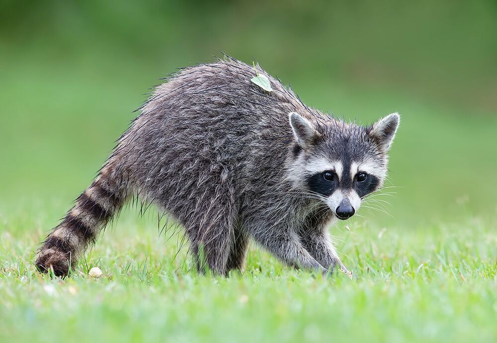 Raccoon - Енот-полоскун