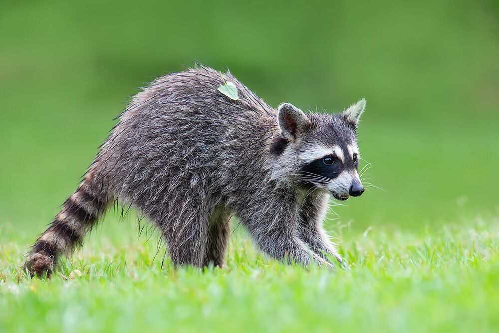 Raccoon - Енот-полоскун