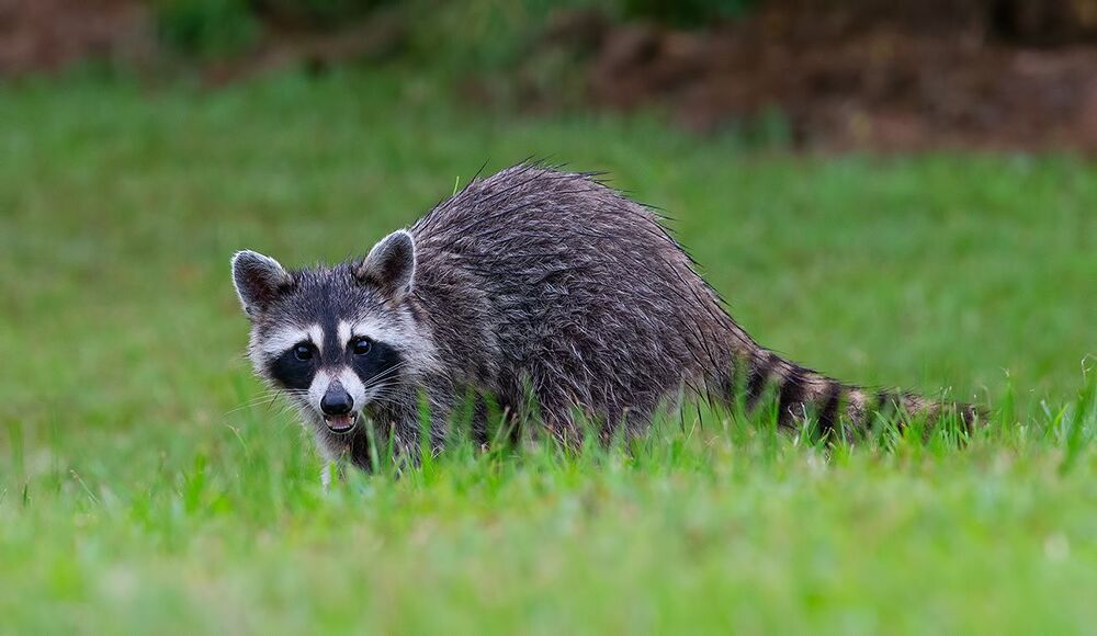 Raccoon - Енот-полоскун