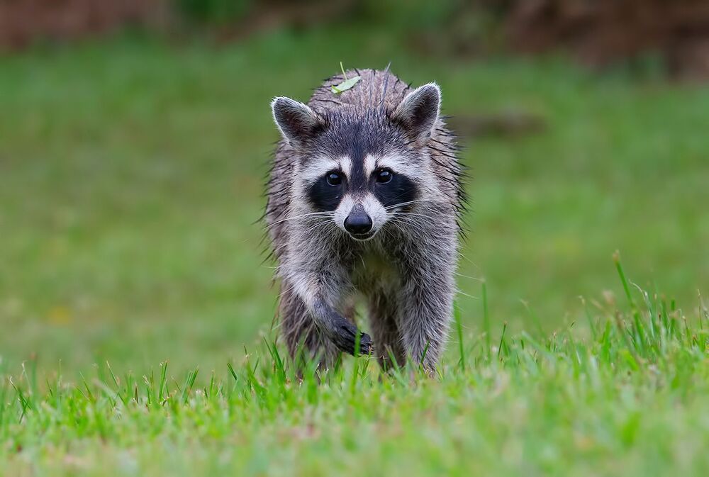 Raccoon - Енот-полоскун