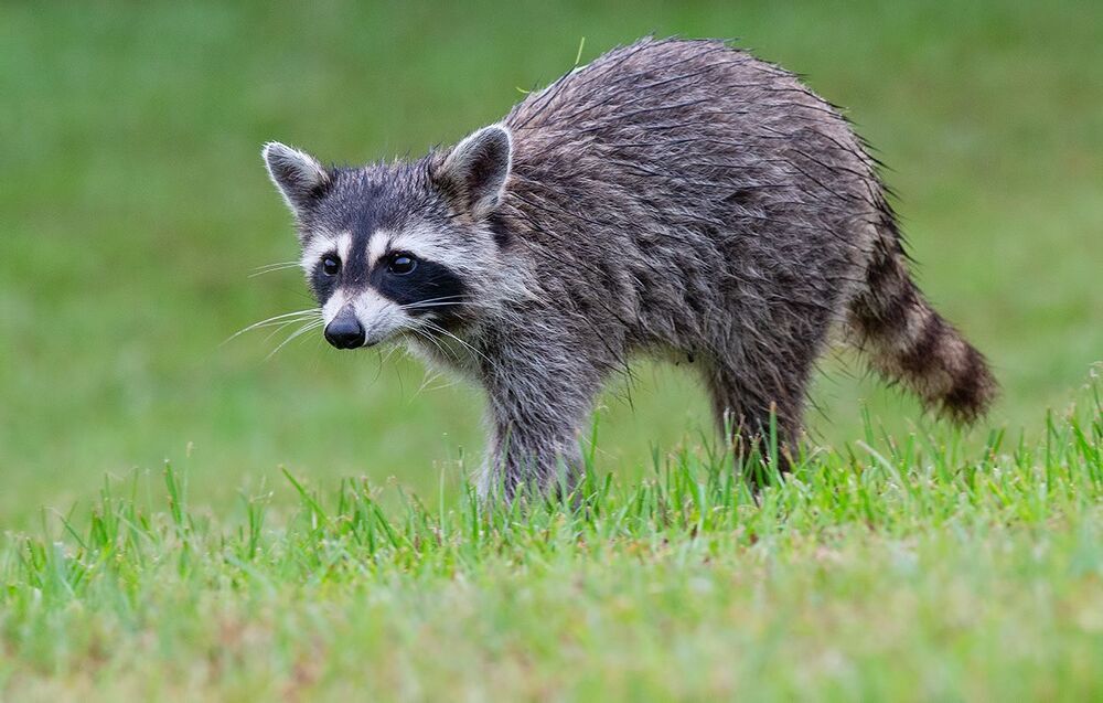 Raccoon - Енот-полоскун