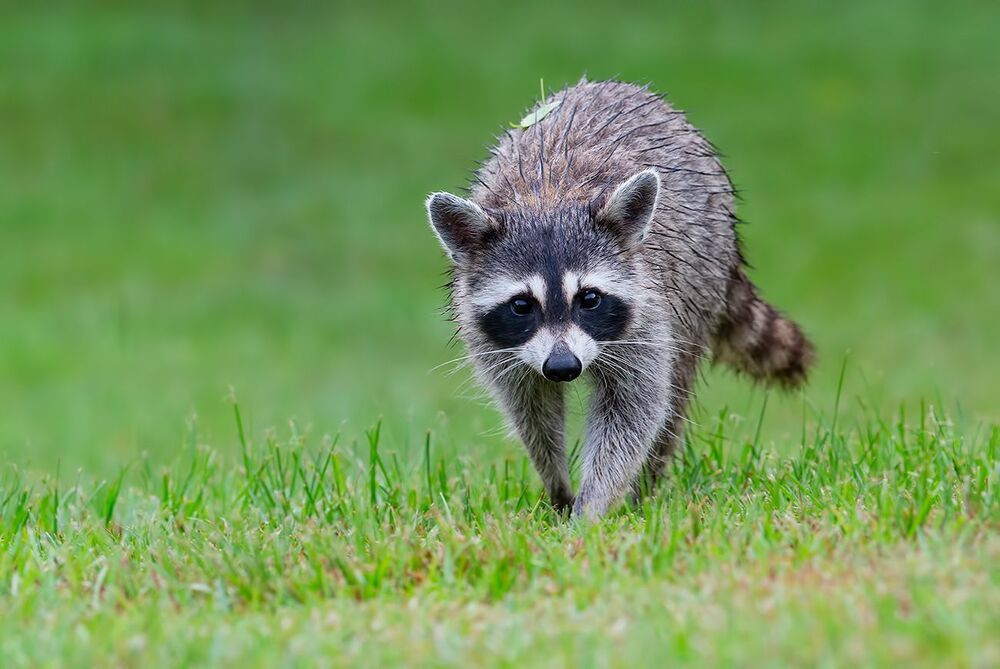 Raccoon - Енот-полоскун