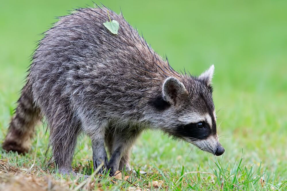 Raccoon - Енот-полоскун