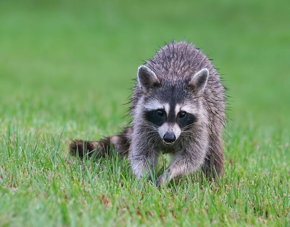 Raccoon - Енот-полоскун