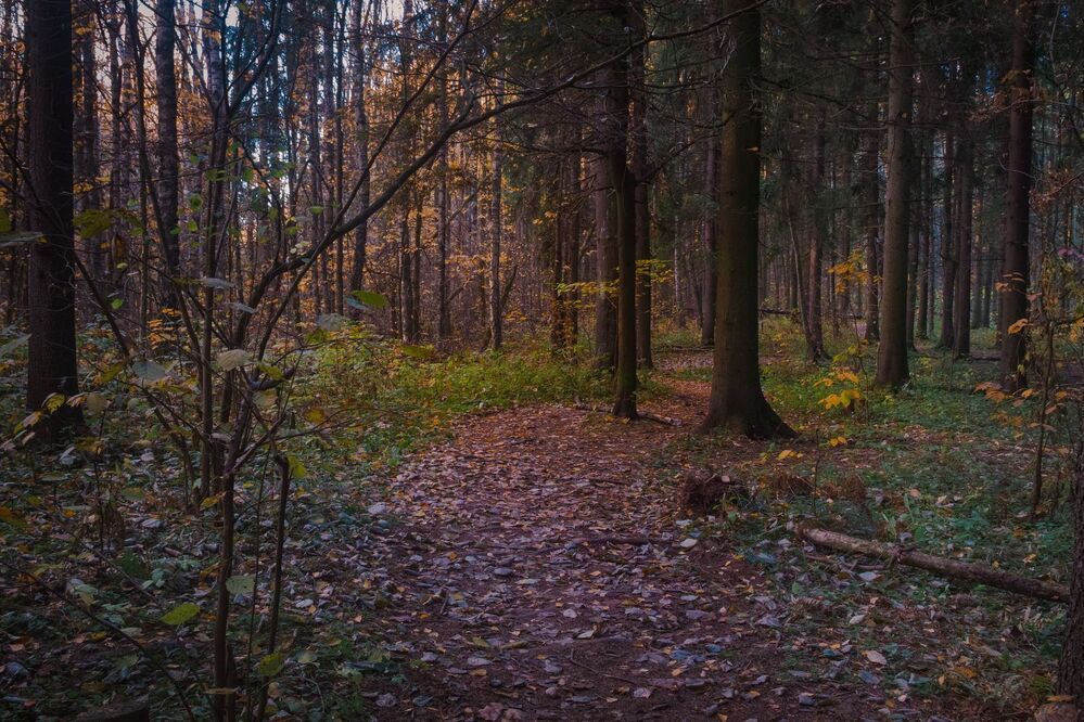 Осень в лесу
