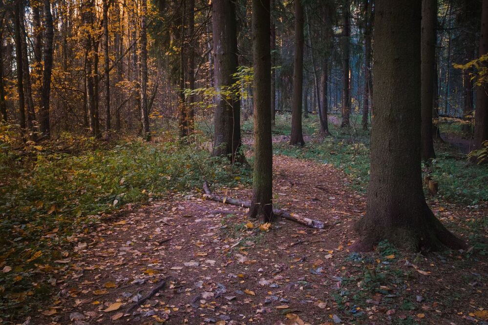 Осень в лесу