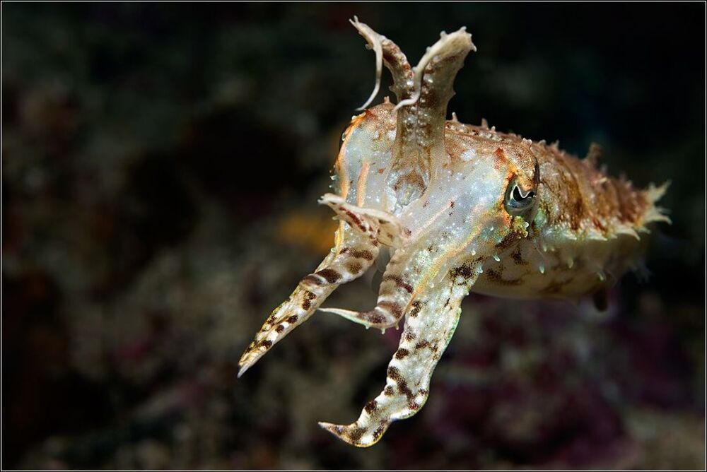 Называют меня Каракатицей, так зачем же он ходит за мной?.. (протяжно)