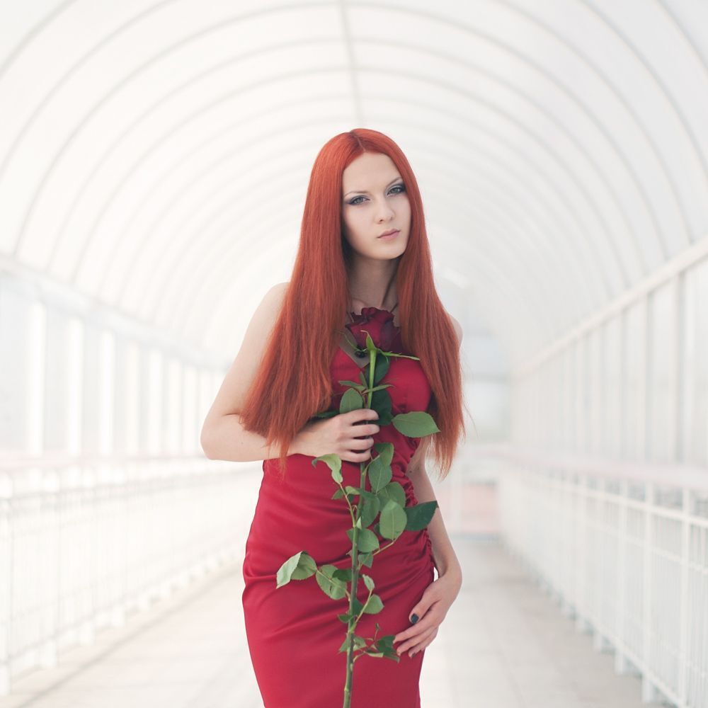 Red Rose