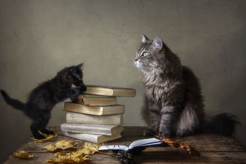 - Вот эту почитай книжку, черненькую, как я!
- Достала ты меня, Алисочка Достоевская!