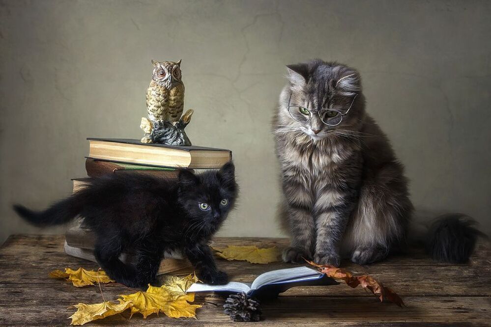 - А кто это у нас тут по книжкам грязными лапками ходит?
- Да они у меня такие от рождения!