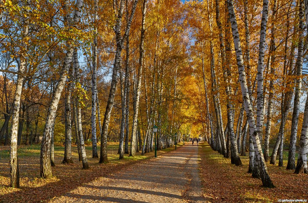 Прогулки по Ясной Поляне