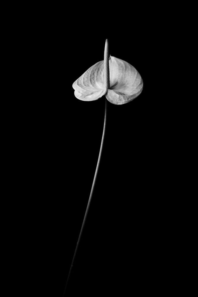 form of flowers
