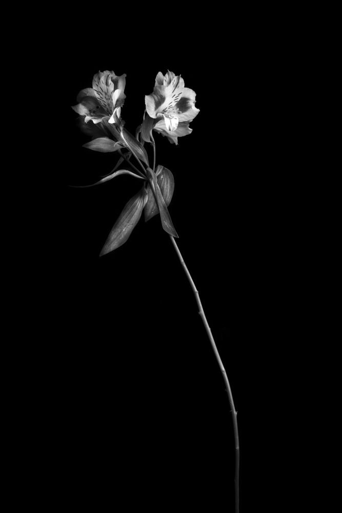 form of flowers