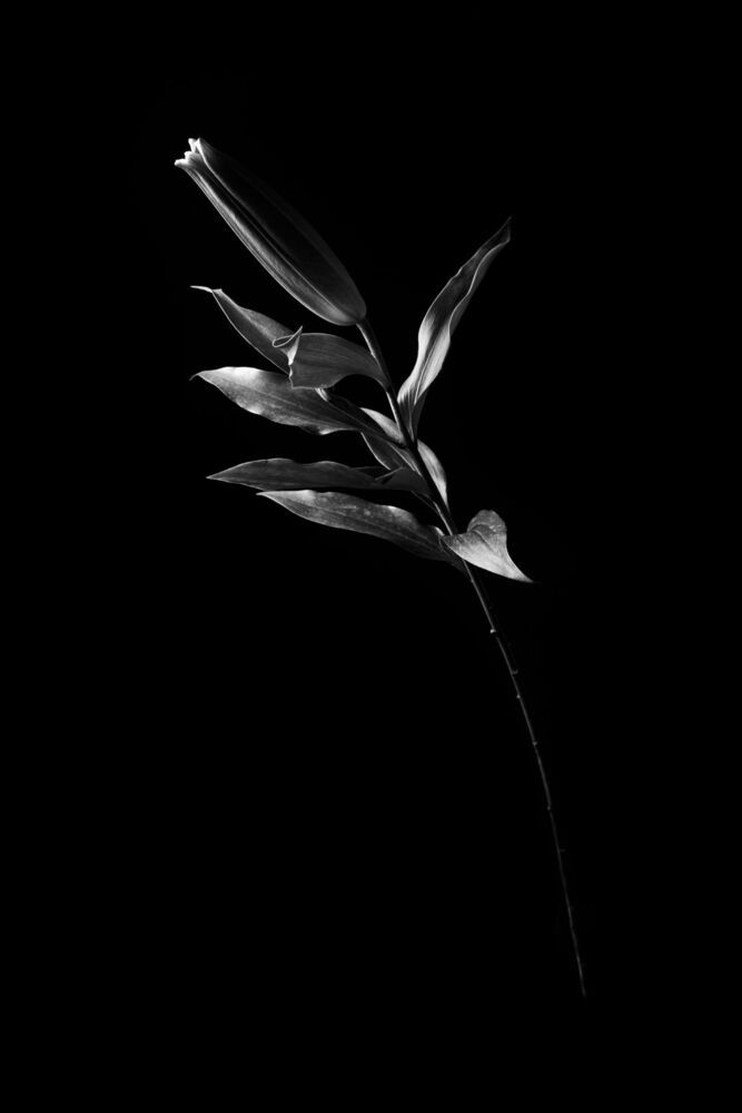 form of flowers