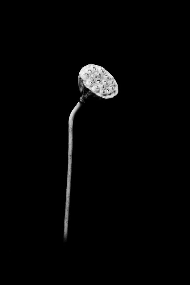 form of flowers