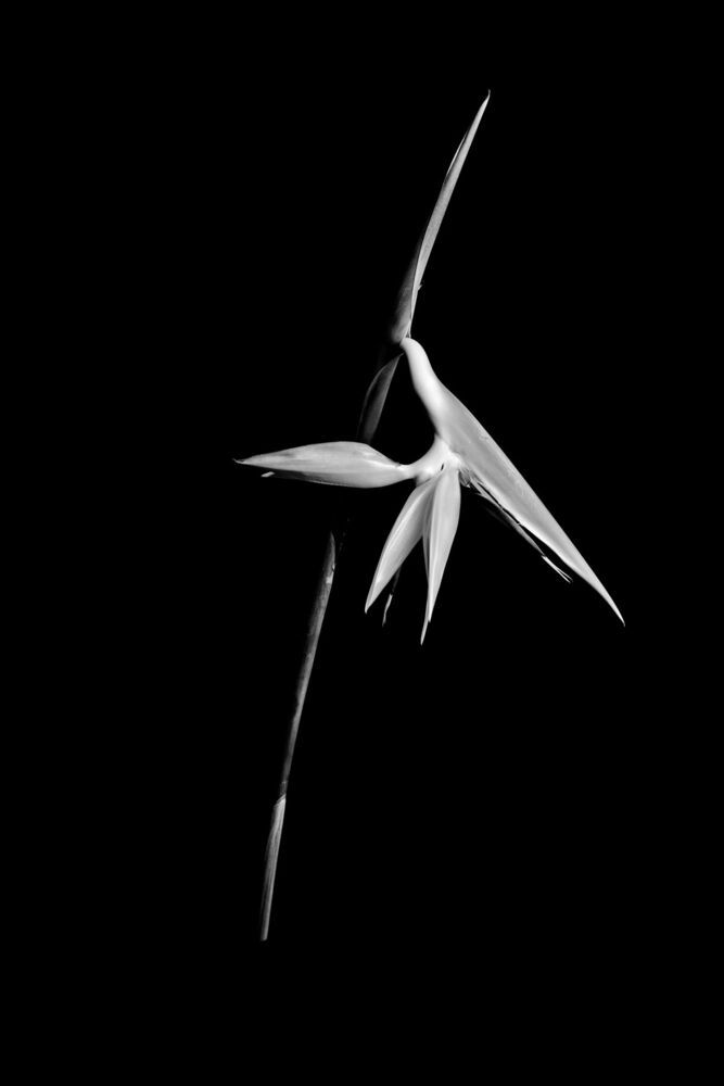 form of flowers