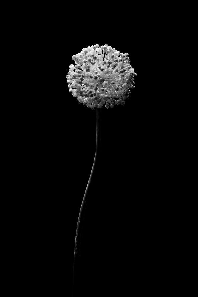 form of flowers