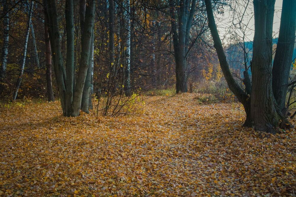 *ОСЕНЬ*