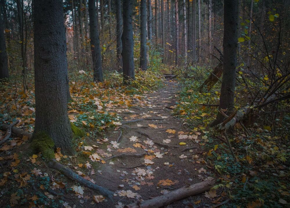 *ОСЕНЬ*