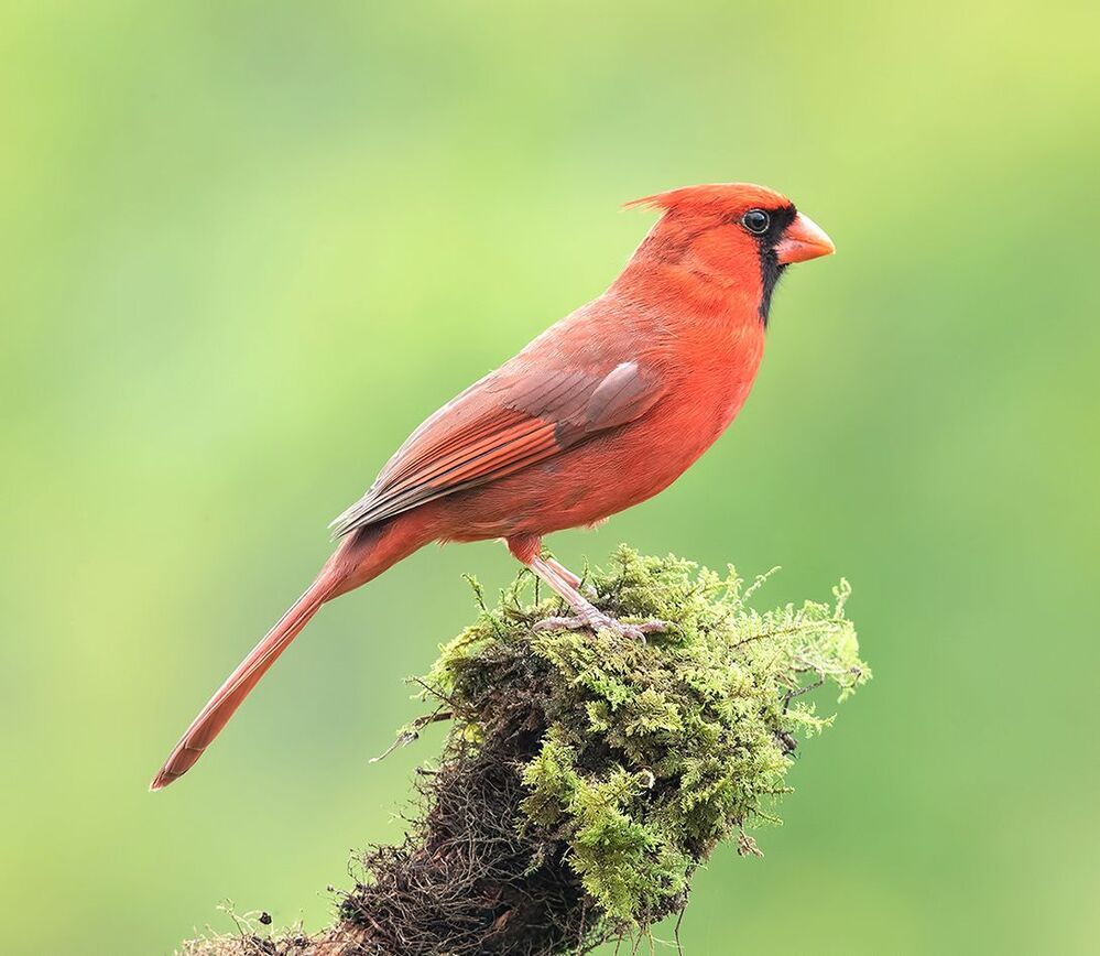 Красный кардинал cамец  - Northern Cardinal, male