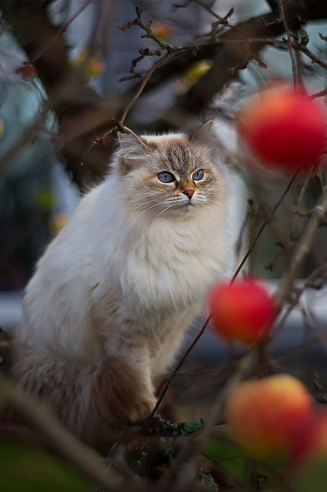 Про яблоки, кошку и про боке