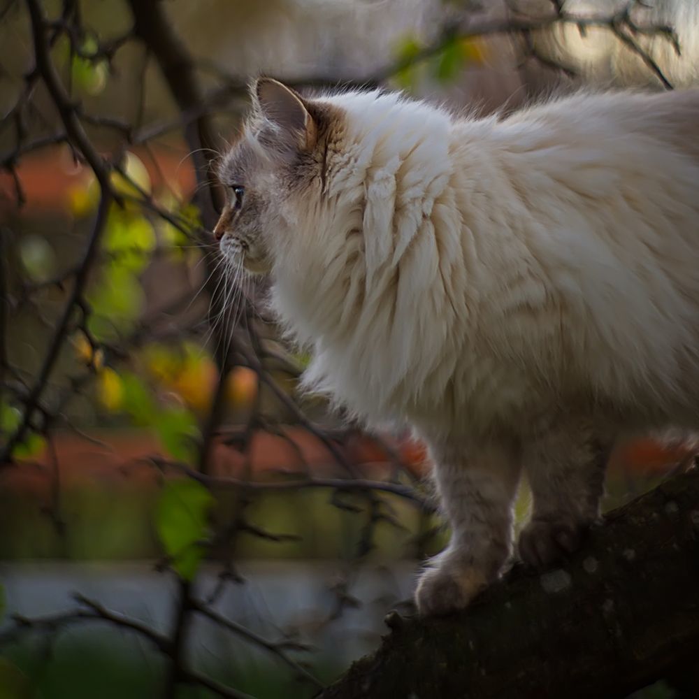Про яблоки, кошку и про боке