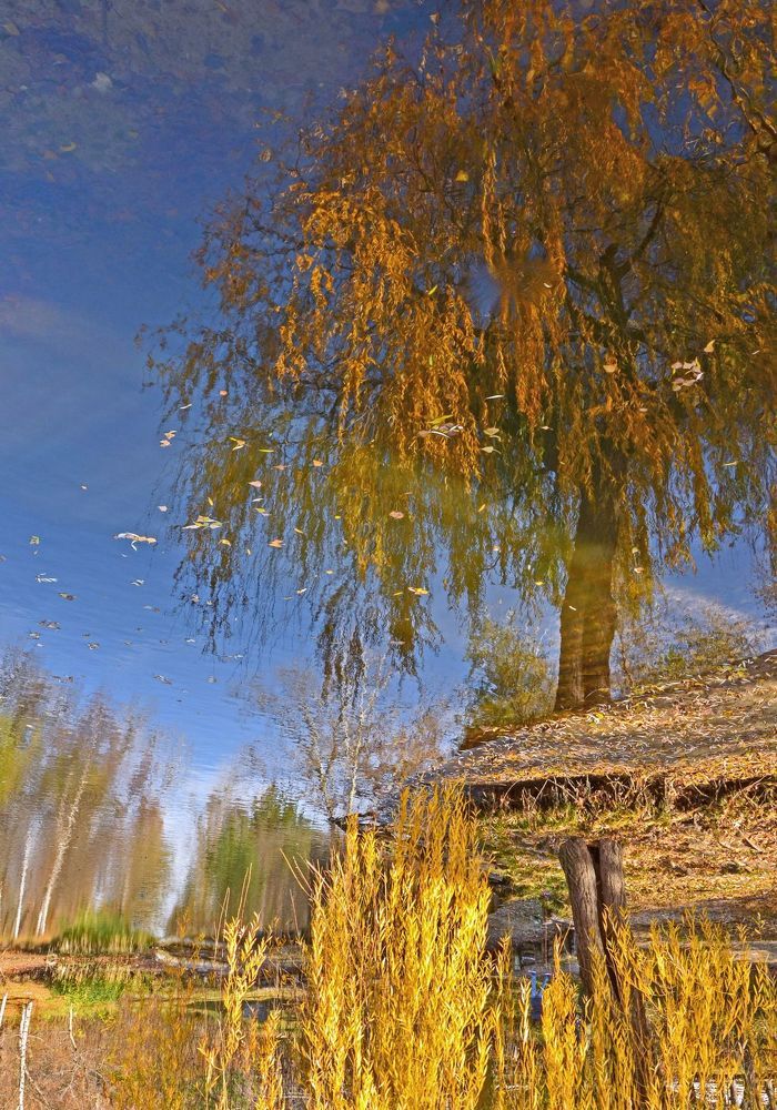Осень рыжая подружка