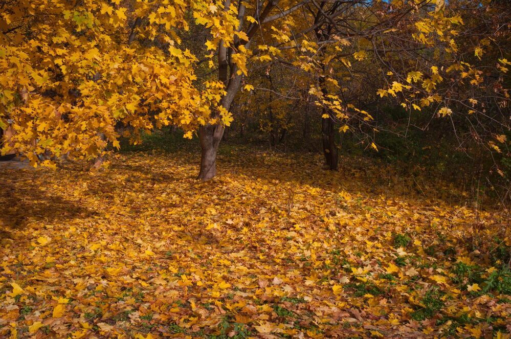 В осеннем парке городском