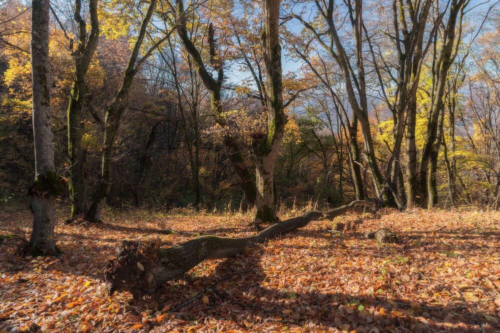 Прогулка в осеннем лесу