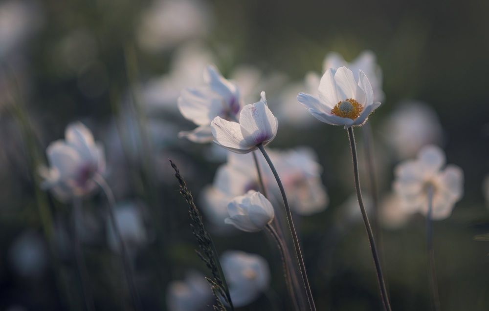 the morning of my favorite flowers