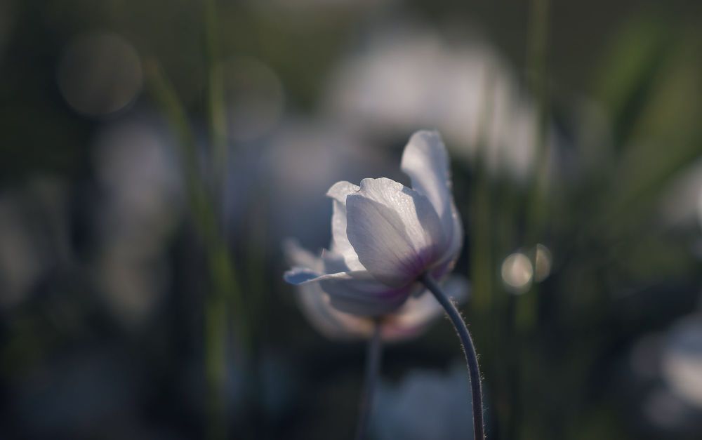 the morning of my favorite flowers