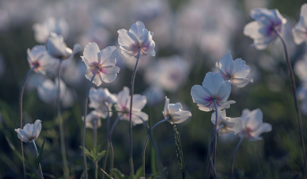 the morning of my favorite flowers