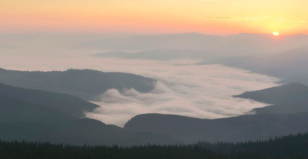 FOG