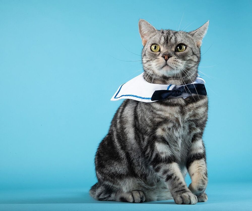 Моряки - Маркиз, Кузя и Рыжик