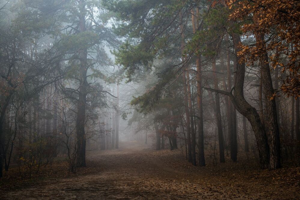 Плывут туманы белые