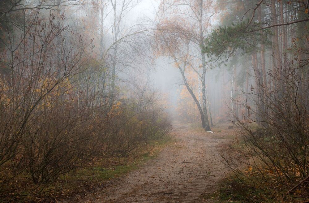 Плывут туманы белые
