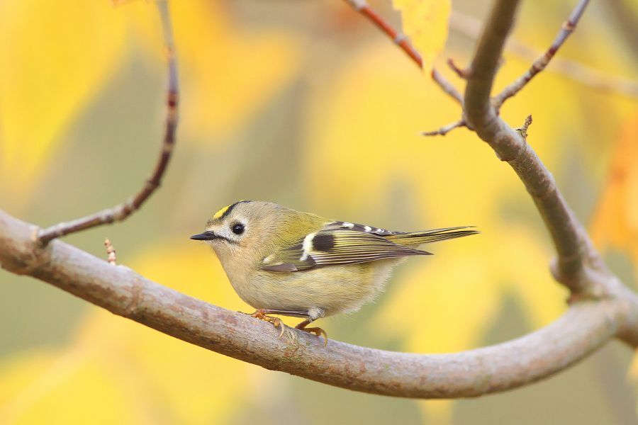The Goldcrest Series