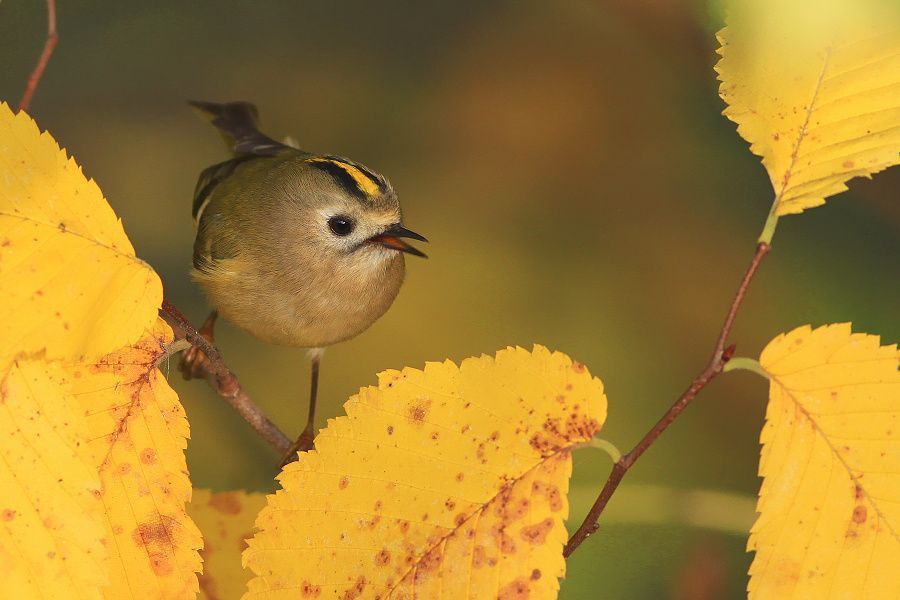 The Goldcrest Series