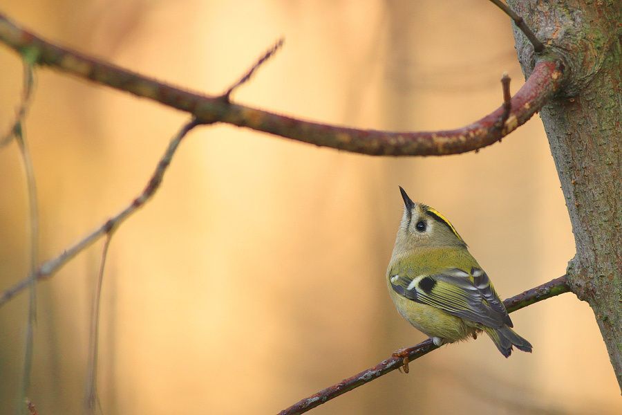 The Goldcrest Series