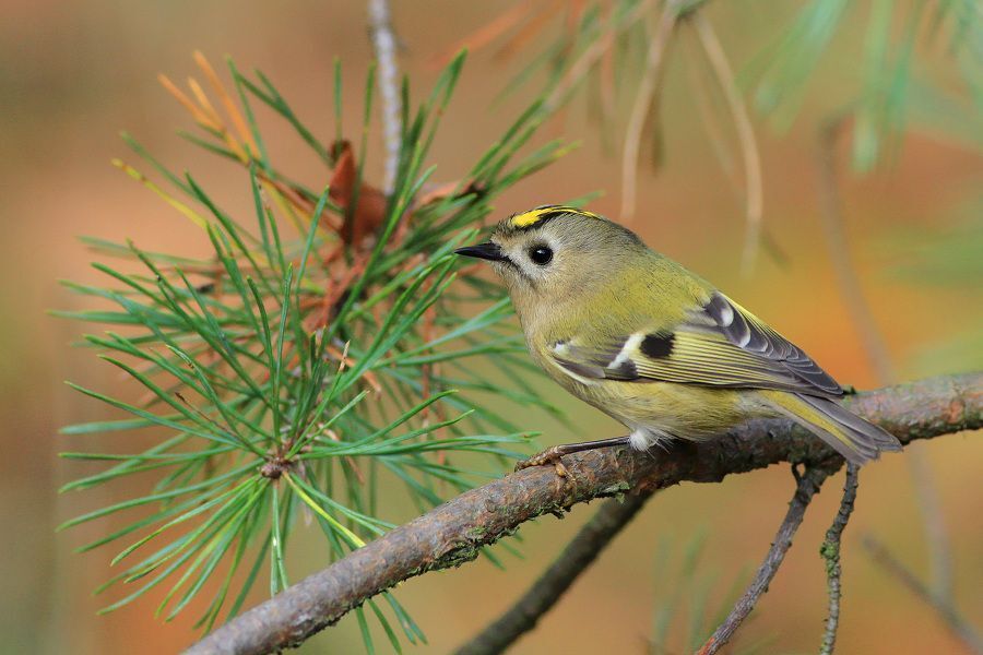 The Goldcrest Series