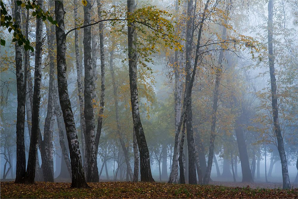 Прогулка в тумане