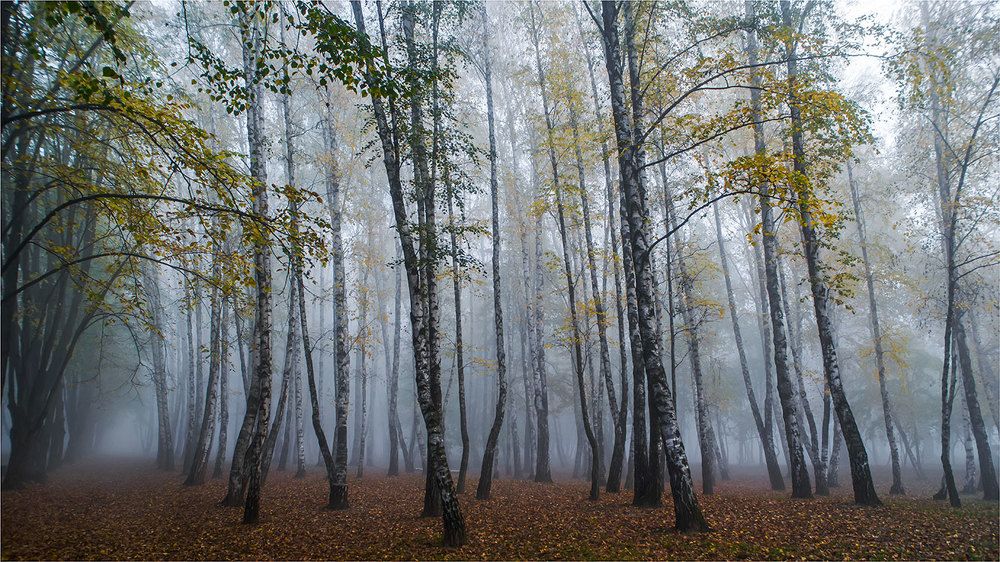 Прогулка в тумане